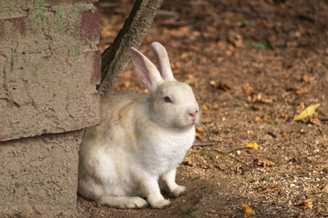 大久野島のうさぎ