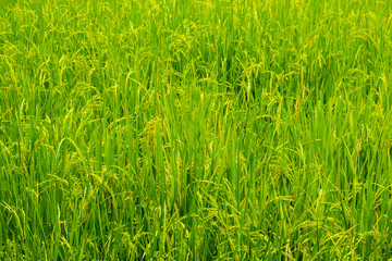 Green rice and rice grains.