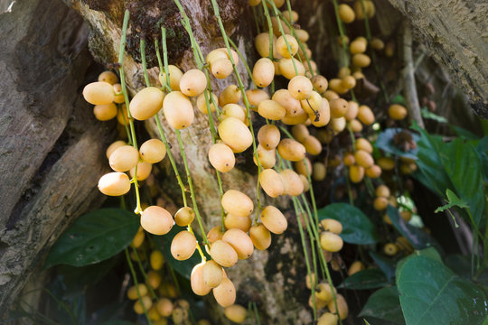 Rambeh or rambi Burmese grape