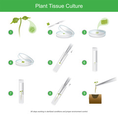 Plant Tissue Culture. Rare plant tissue culture with cutting some for plant reproduction to get a lot, and all steps working in sterilised conditions and proper environment control in laboratory.