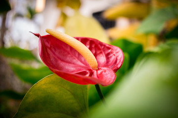 Anthurium flamingo flower red and Green backdrop