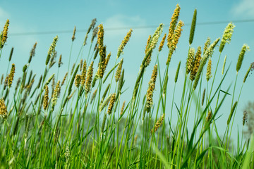 Gräser auf einer Wiese