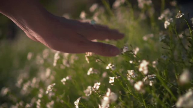 Female hand touches Kosmeya flowers. The woman gently and gently walks her hand over the tops of Kosmeya flowers. White kosmeya in the garden closeup. The concept of unity of man with nature.
