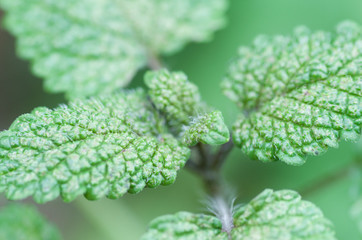 lemon balm