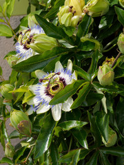 Blüte einer Lila Blaue Passionsblume (Passiflora caerulea)