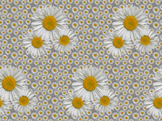 Daisies on wooden texture. Seamless pattern.