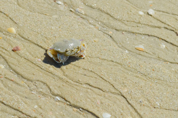 ?rab Andaman sea