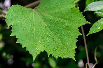green leaf of a grape