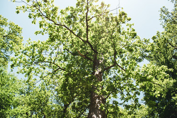 Eiche (Quercus robur) Blick von unten in die Baumkrone