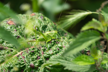 Great Green Katydid on Leaf in Springtime