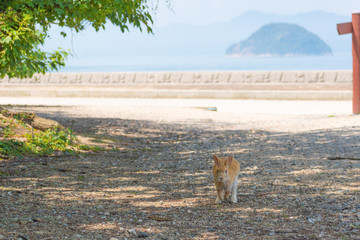 大久野島のうさぎ