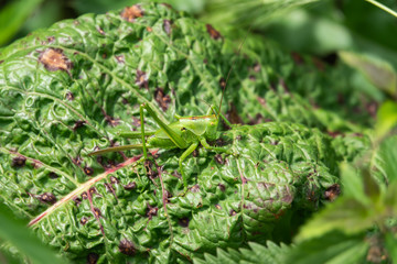 Great Green Katydid on Leaf in Springtime