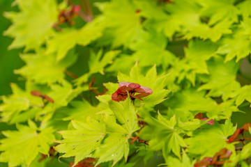 Acer shirasawanum 'Aureum