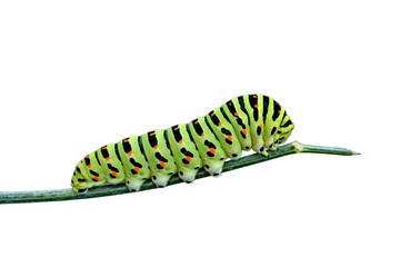 Variegated caterpillar isolated on white background