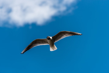 Black Headed Seagull Flying Near the Baltic Sea