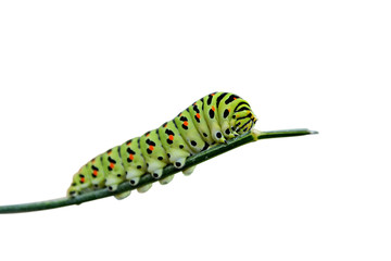 Variegated caterpillar isolated on white background