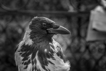 Black and white portrait of an Hooded Crow (Corvus cornix)
