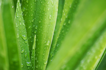 green leaf with water drops