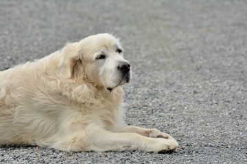 Joli chien blanc