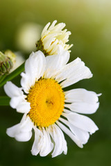 Macro Shot of white daisy flower in sunlight.