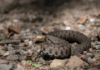 Juvenile asp viper (Vipera aspis francisciredi) in a defensive behavior.