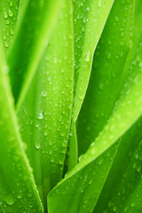 green leaf with water drops