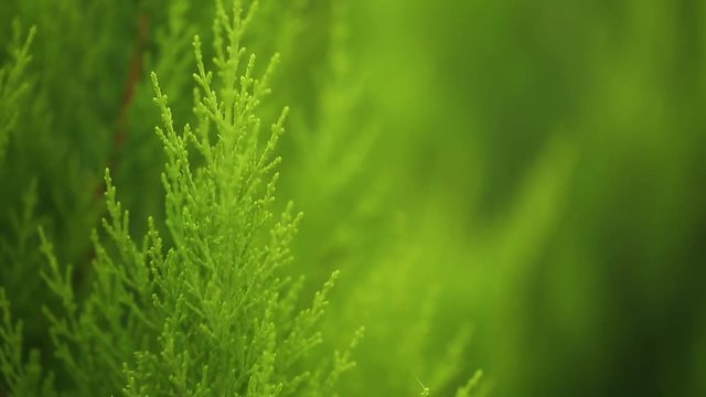 Beautiful green nature video background.