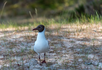 Black Headed Seagull Near the Baltic Sea