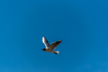 Black Headed Seagull Flying Near the Baltic Sea