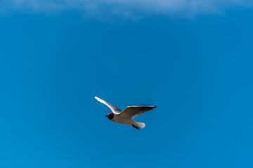 Black Headed Seagull Flying Near the Baltic Sea