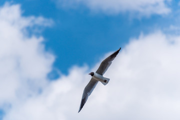 Black Headed Seagull Flying Near the Baltic Sea
