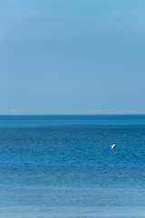 Black Headed Seagull Flying Near the Baltic Sea