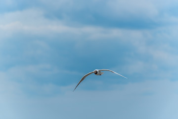 Black Headed Seagull Flying Near the Baltic Sea