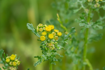 Common Groundsel Flowers in Bloom in Springtime