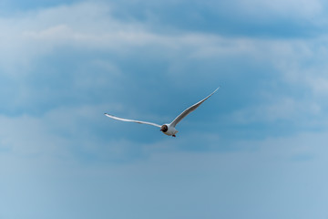 Black Headed Seagull Flying Near the Baltic Sea