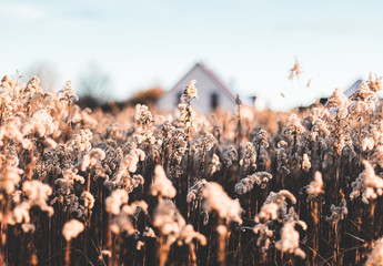 field of wild flowers