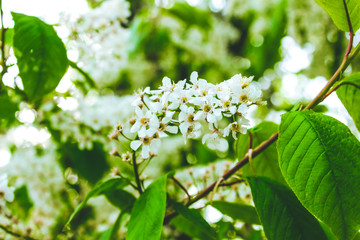 Branches of blossoming cherry macro with soft focus on gentle light blue sky background.selective focus .Dreamy image of spring cherry blossoms tree.Top view.
