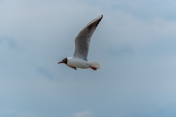 Black Headed Seagull Flying Near the Baltic Sea
