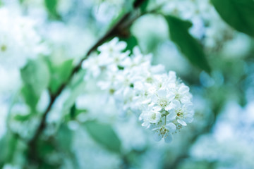 Dreamy beautiful background with white blossom  flowers.Blurred gentle sky-blue background. Floral nature background, free space for text.Cherry blossoms.Nature abstract background.