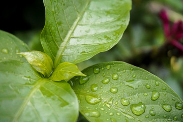 green leaf with water drops