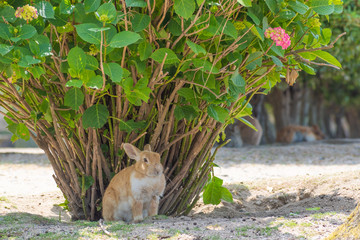 大久野島のうさぎ