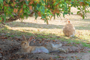 大久野島のうさぎ