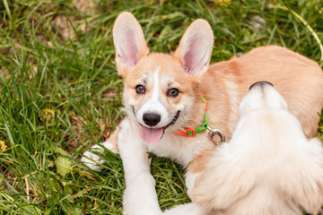 Golden Retriever puppy and Corgi playing in the park on the grass