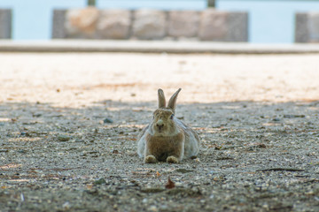 大久野島のうさぎ