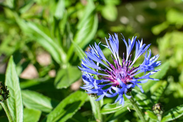 Blue cornflower brightly illuminated by the sun