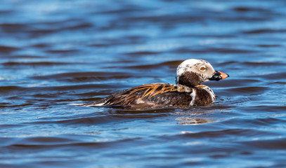 Long Tailed Duck on a River in Latvia