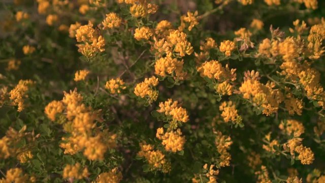 Green shrub blooming with yellow flowers in the sunset sun. Decorative bloom in natural sunlight yellow.