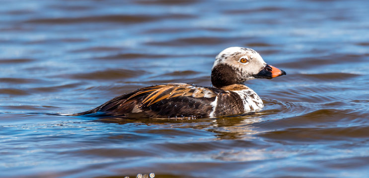 Long Tailed Duck on a River in Latvia