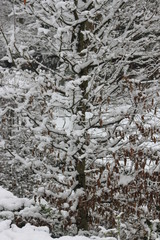 Trees in the Winter Time