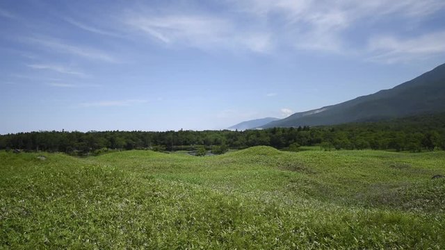 Shiretoko National Park located on the Shiretoko Peninsula ,Flying insects fly over the lens, Hokkaido Japan